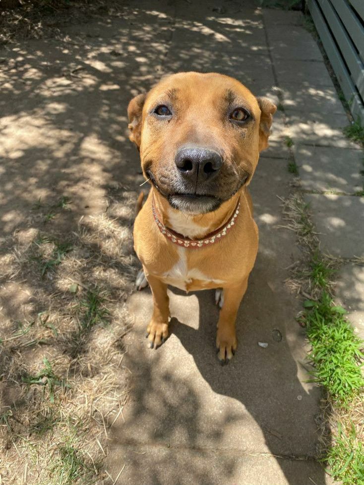 A friendly red Staffy sitting on a sunny path